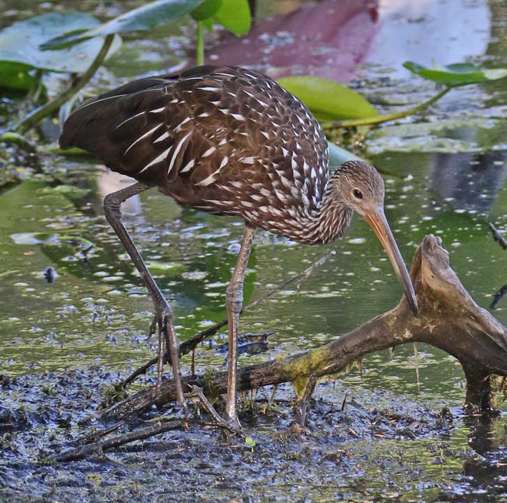 Limpkin