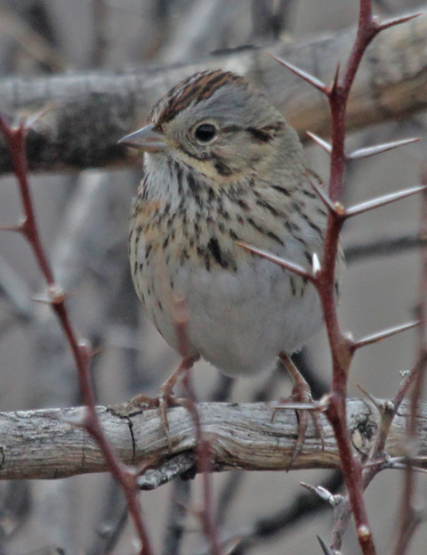 Lincoln's Sparrow