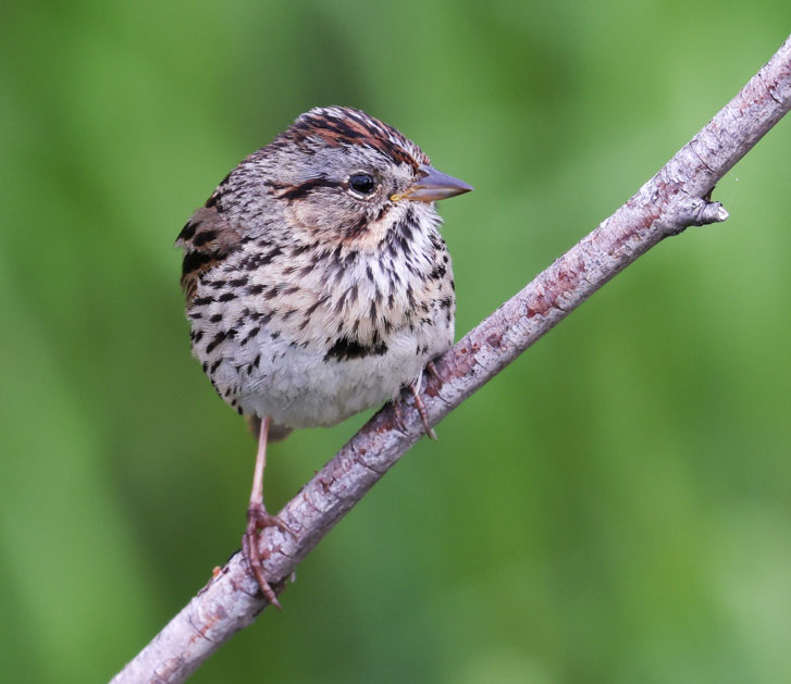 Lincoln's Sparrow