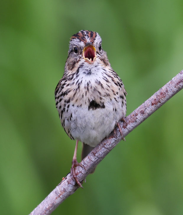 Lincoln's Sparrow
