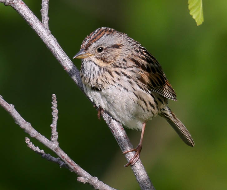 Lincoln's Sparrow