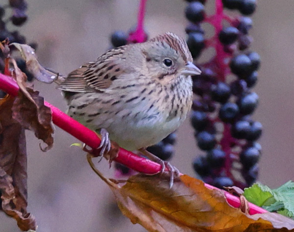 Lincoln's Sparrow