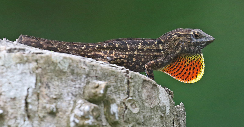 Brown Anole