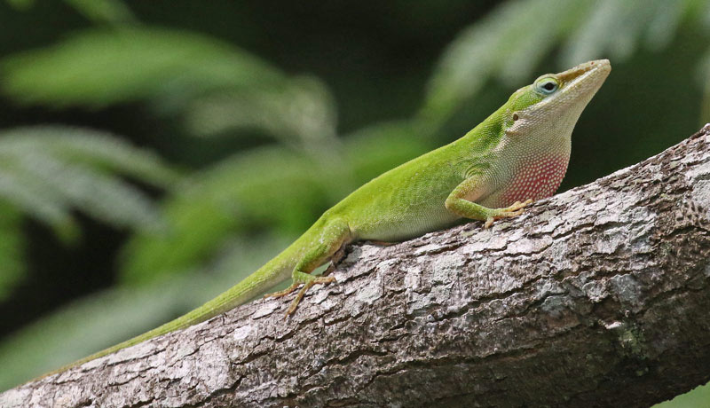 Green Anole