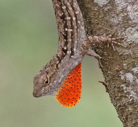Brown Anole
