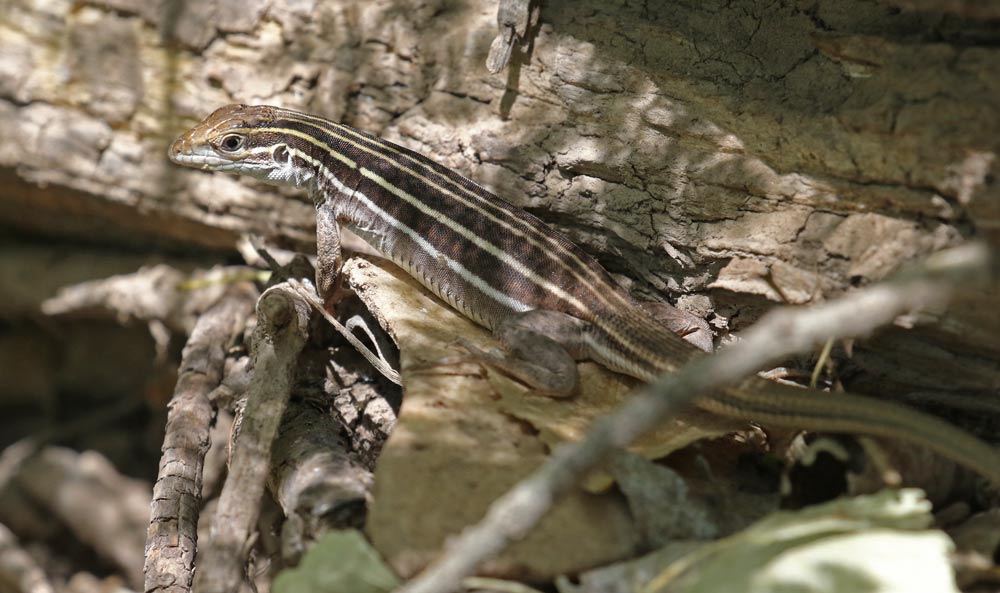 Sonoran Spotted Whiptail - Florida Canyon, Arizona 