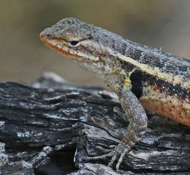 Rose-bellied Lizard