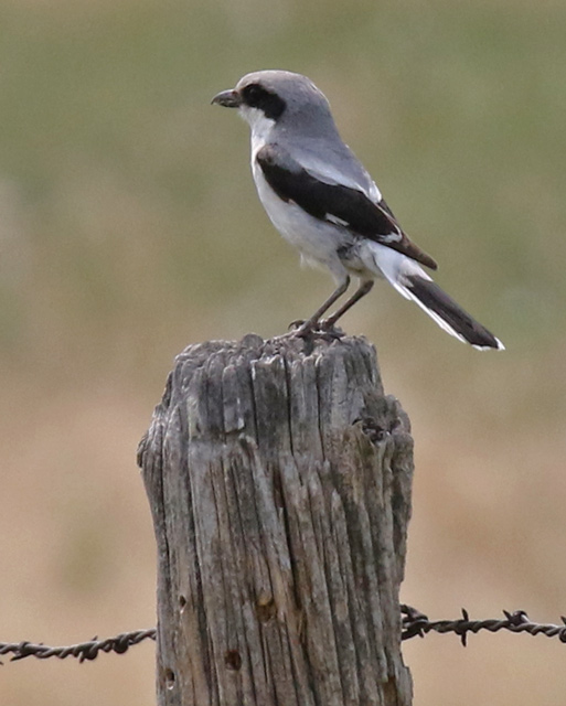 Loggerhead Shrike