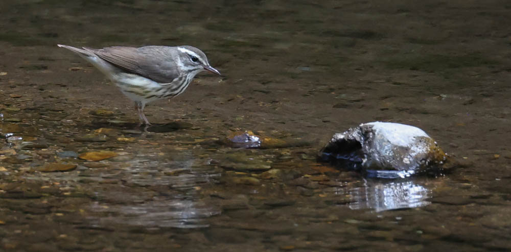 Louisiana Waterthrush
