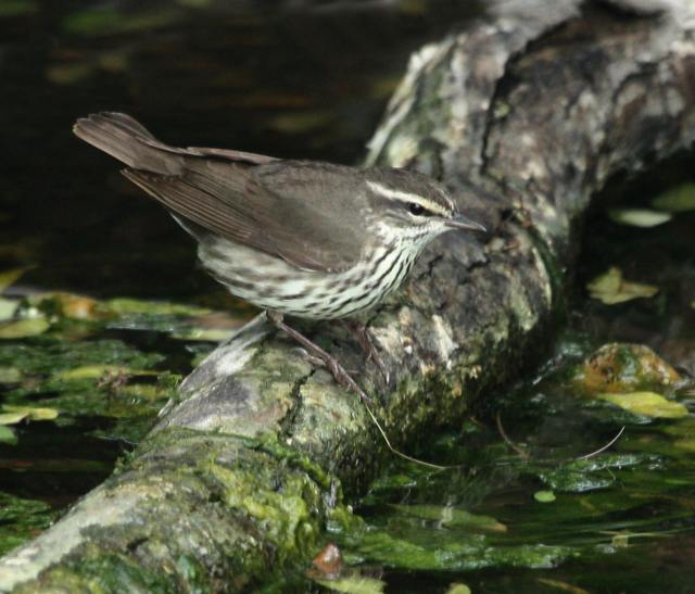 Louisiana Waterthrush