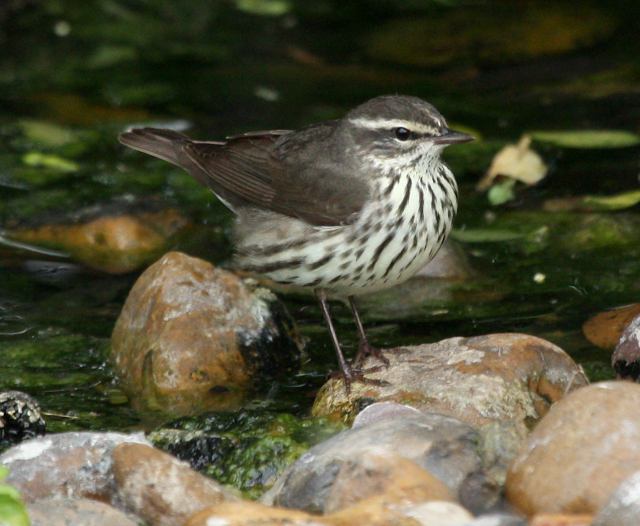 Louisiana Waterthrush