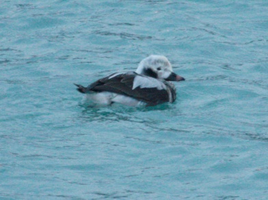 Long-tailed Duck