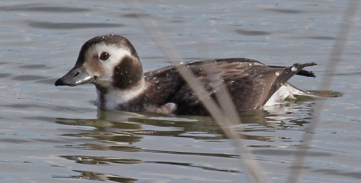 Long-tailed Duck