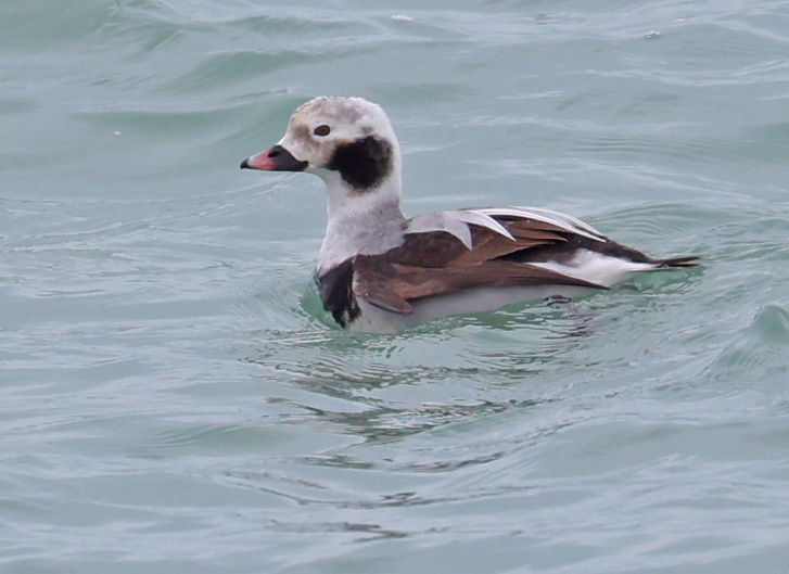 Long-tailed Duck