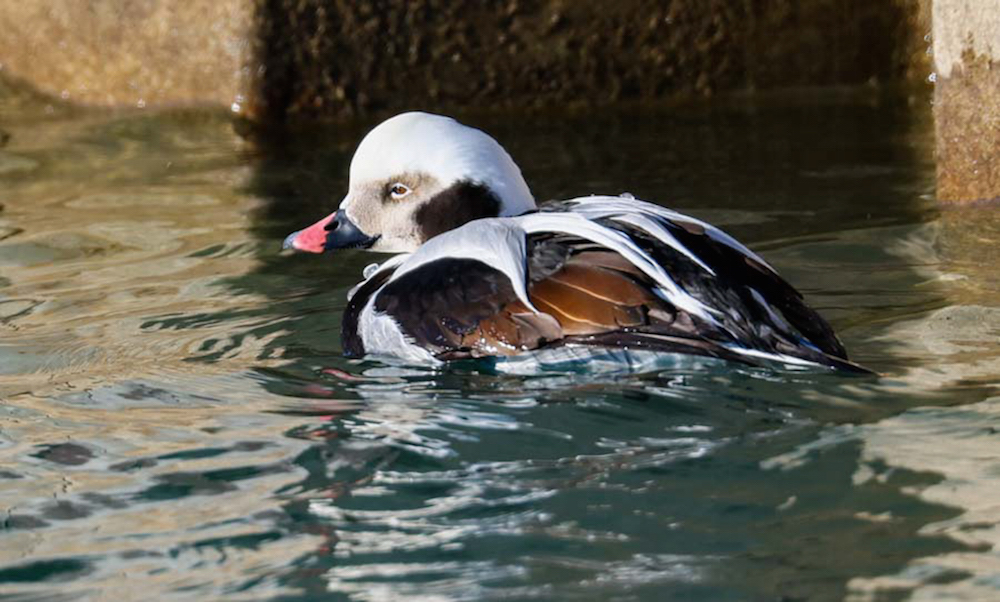 Long-tailed Duck