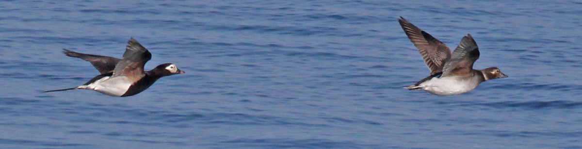 Long-tailed Duck