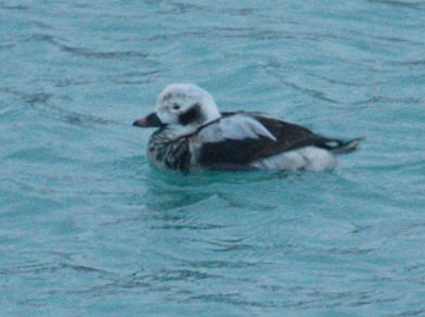 Long-tailed Duck