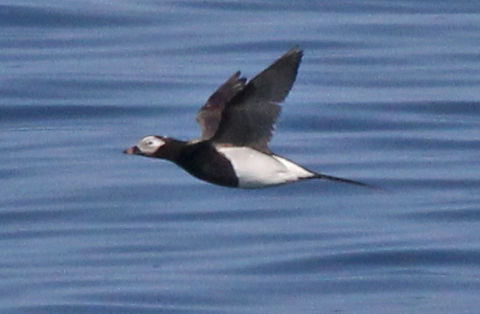 Long-tailed Duck