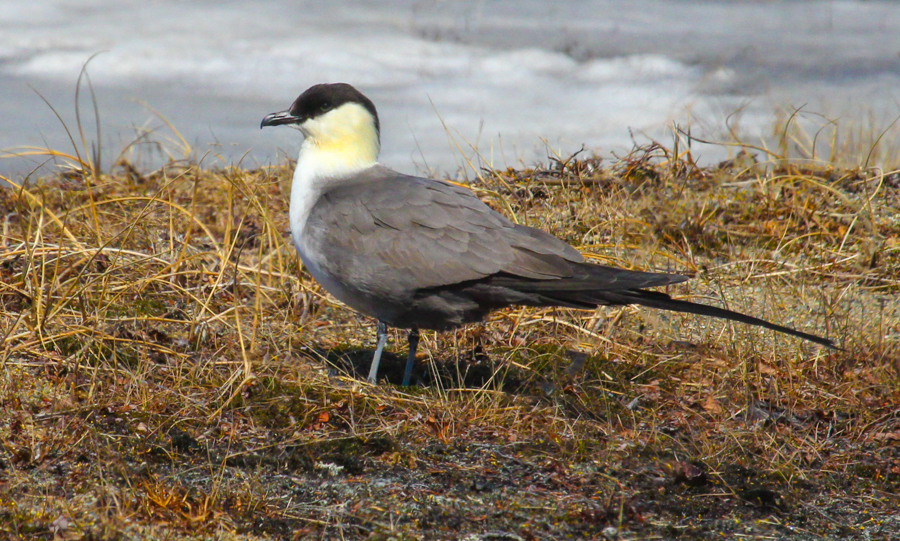 Long-tailed Jaeger