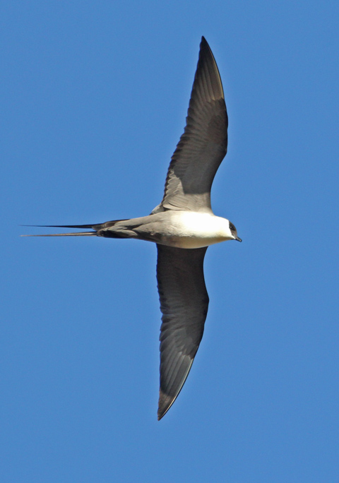 Long-tailed Jaeger