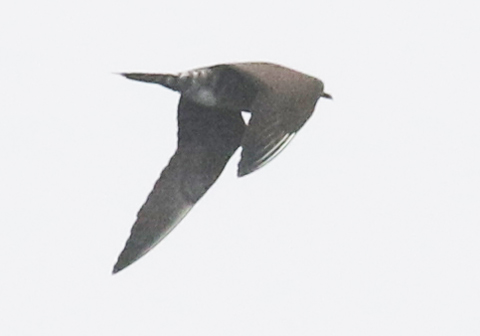 Long-tailed Jaeger