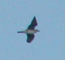 Long-tailed Jaeger (sub-adult) photo 1