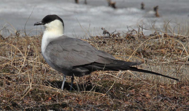 Long-tailed Jaeger
