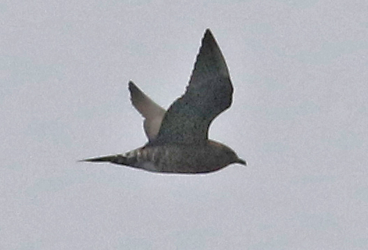 Long-tailed Jaeger