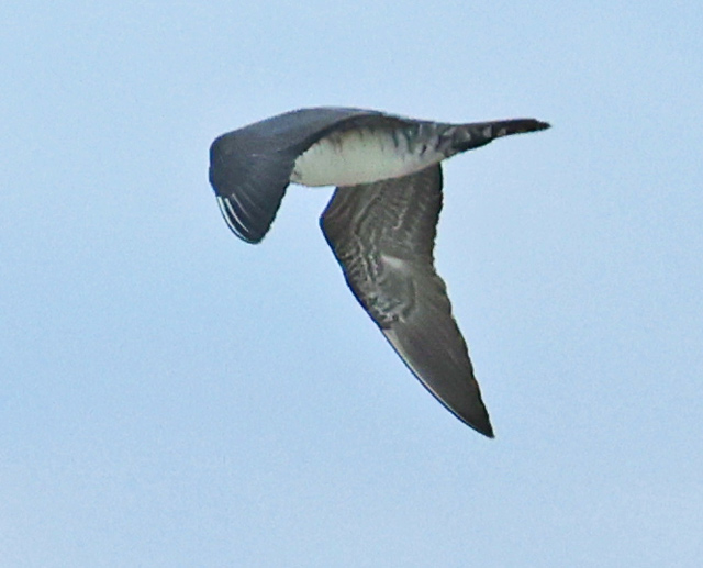 Long-tailed Jaeger (sub-adult)