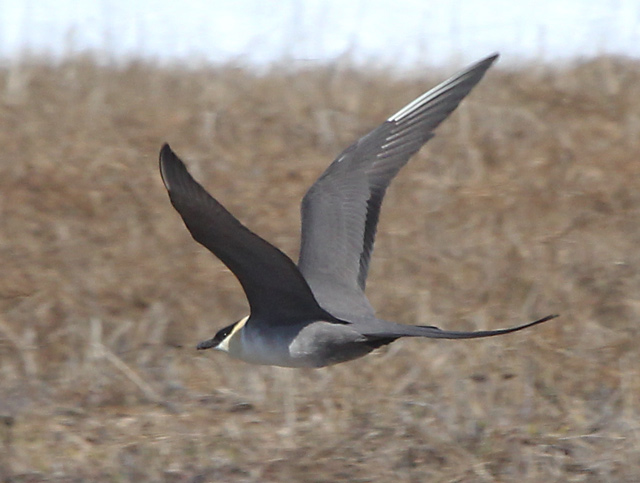 Long-tailed Jaeger