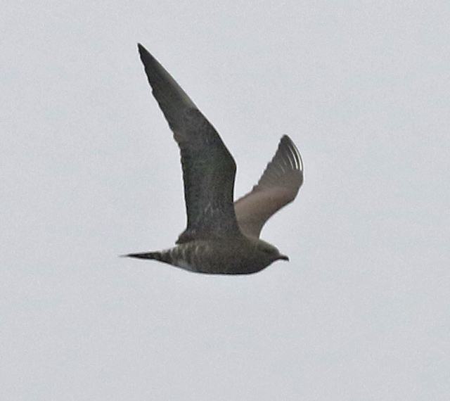 Long-tailed Jaeger