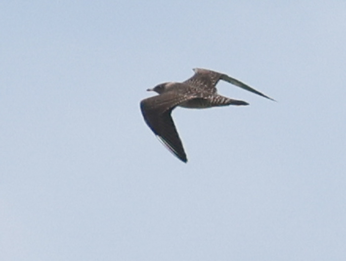 Long-tailed Jaeger (juvenile)