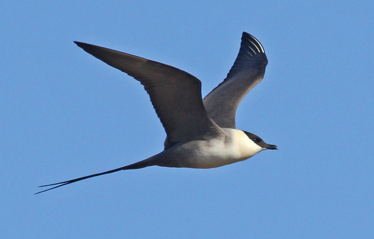 Long-tailed Jaeger