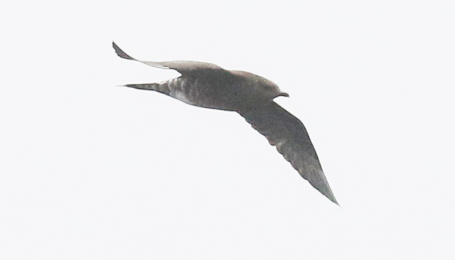 Long-tailed Jaeger