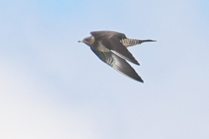 Long-tailed Jaeger (juvenile)