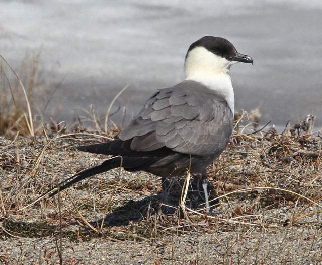 Long-tailed Jaeger
