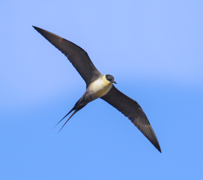 Long-tailed Jaeger