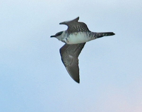 Long-tailed Jaeger (sub-adult)