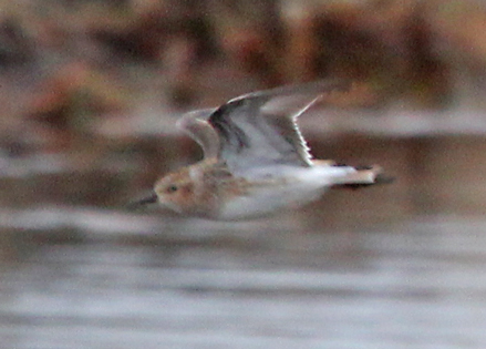 Long-toed Stint