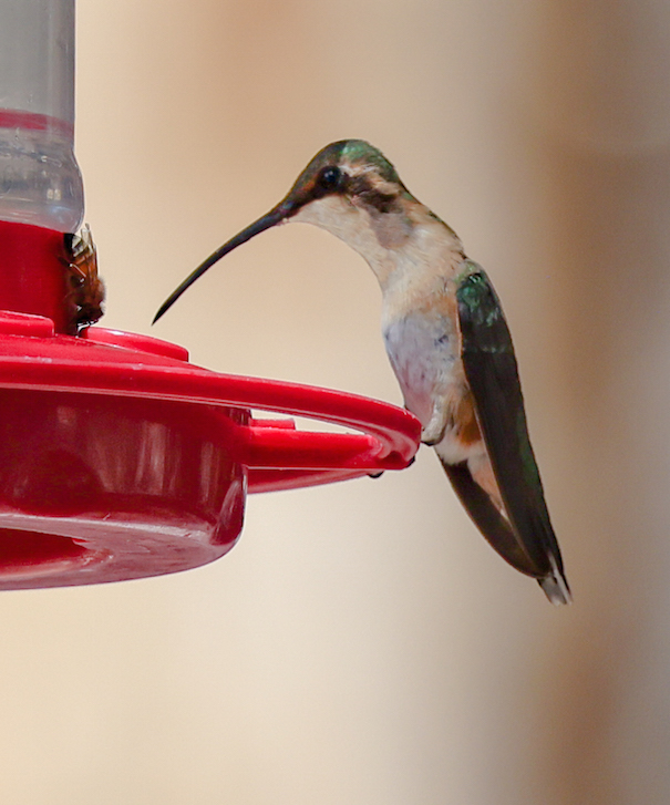Lucifer Hummingbird