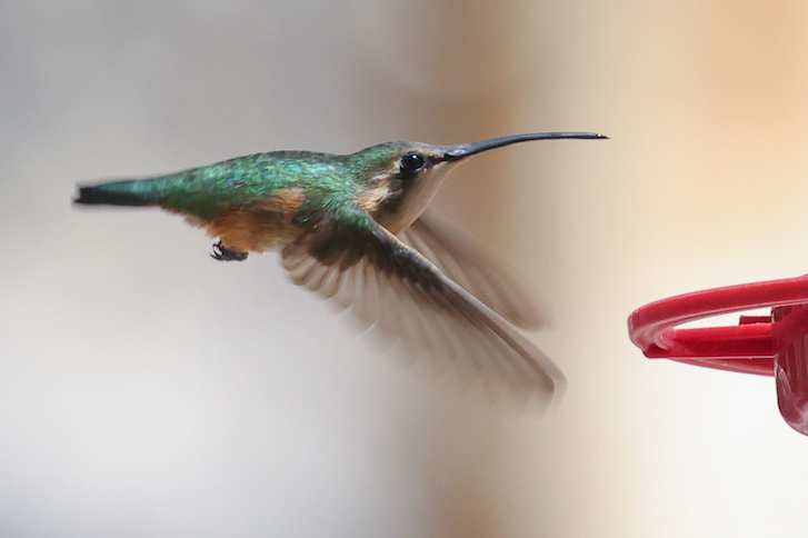 Lucifer Hummingbird