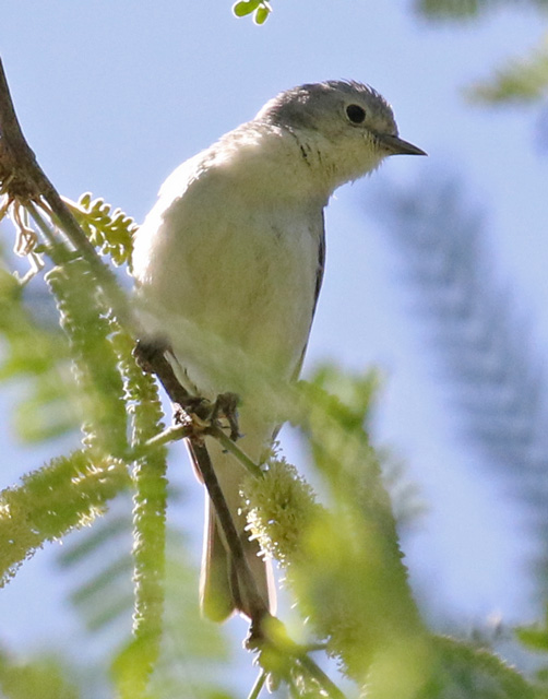 Lucy's Warbler photo #2