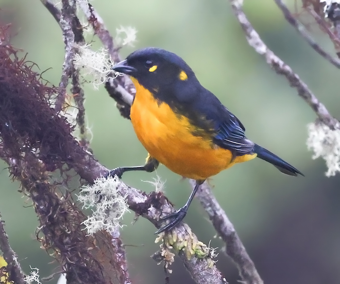Lacrimose Mountain-tanager