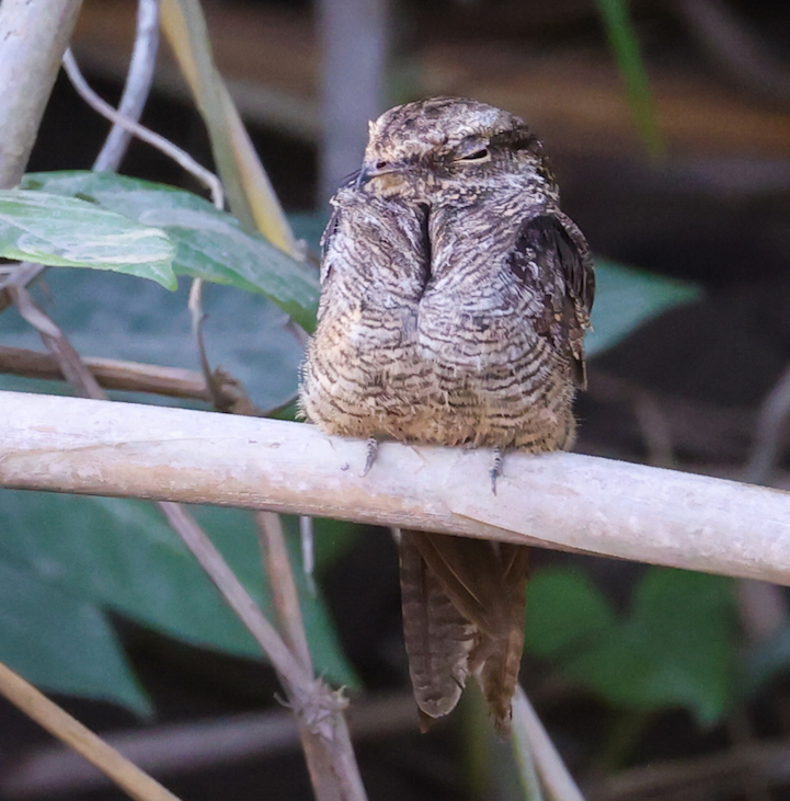 Ladder-tailed Nightjar