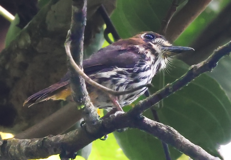 Lanceolated Monklet