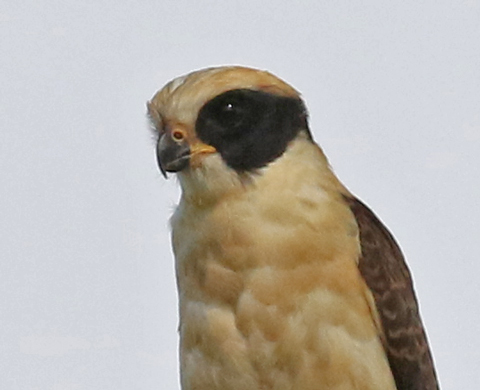 Laughing Falcon