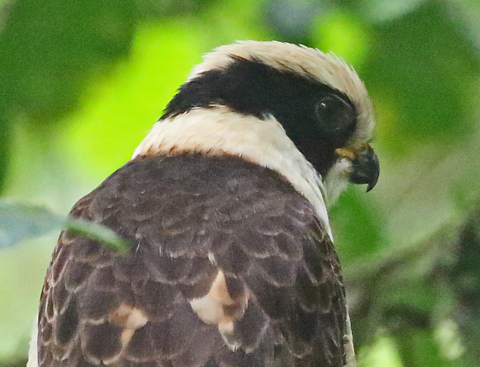 Laughing Falcon