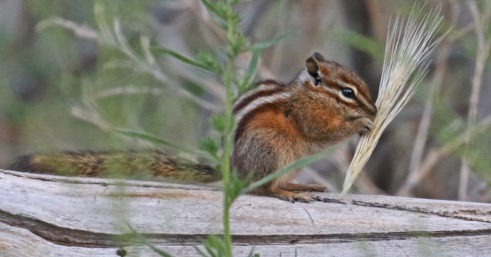Least Chipmunk
