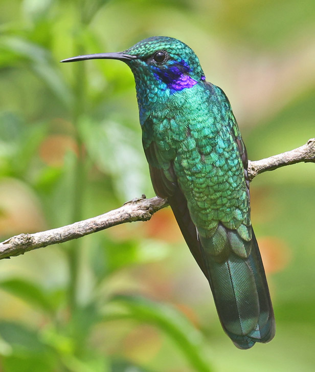 Lesser Violetear