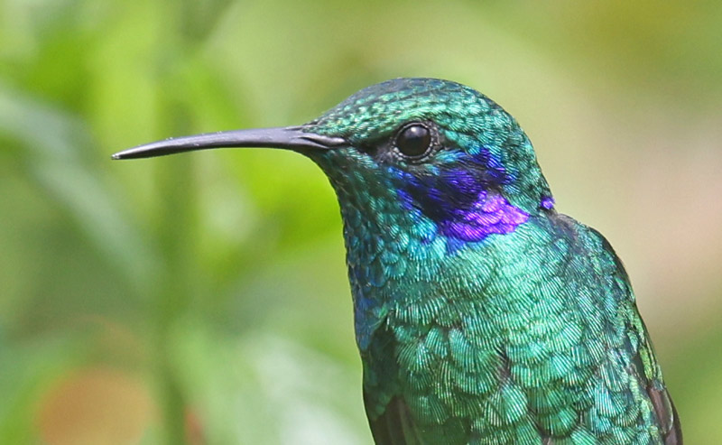 Lesser Violetear